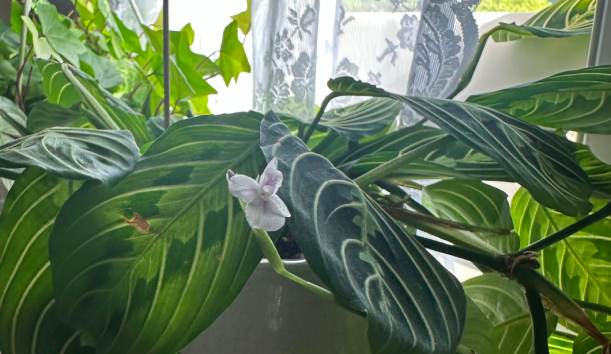 A houseplant