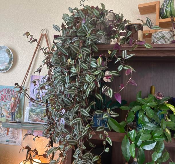 A houseplant