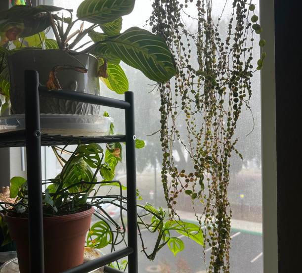 A houseplant