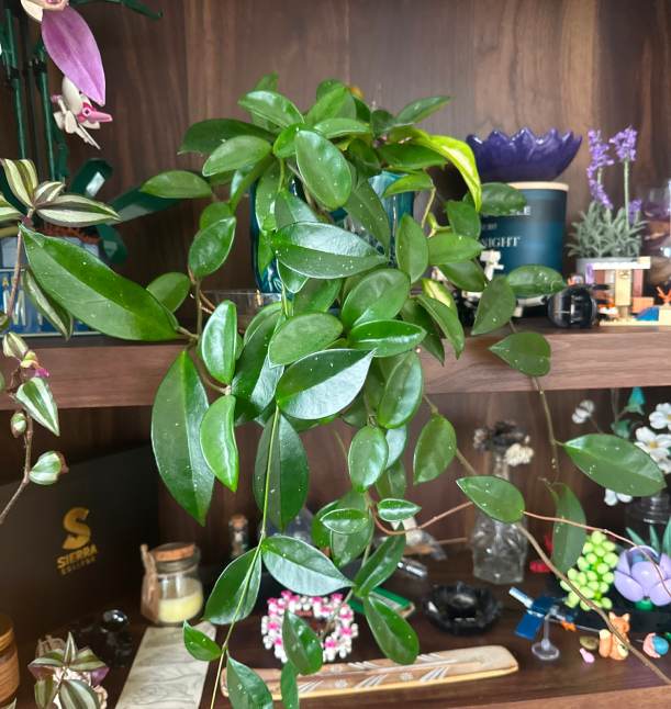 A houseplant