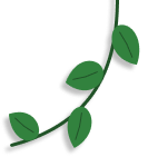 vine on right